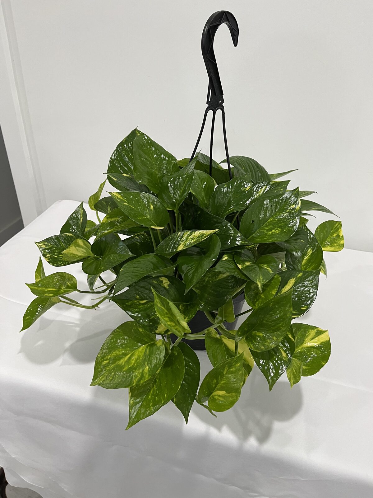 Golden pothos hanging basket grown at The Lost Horizons Nursery