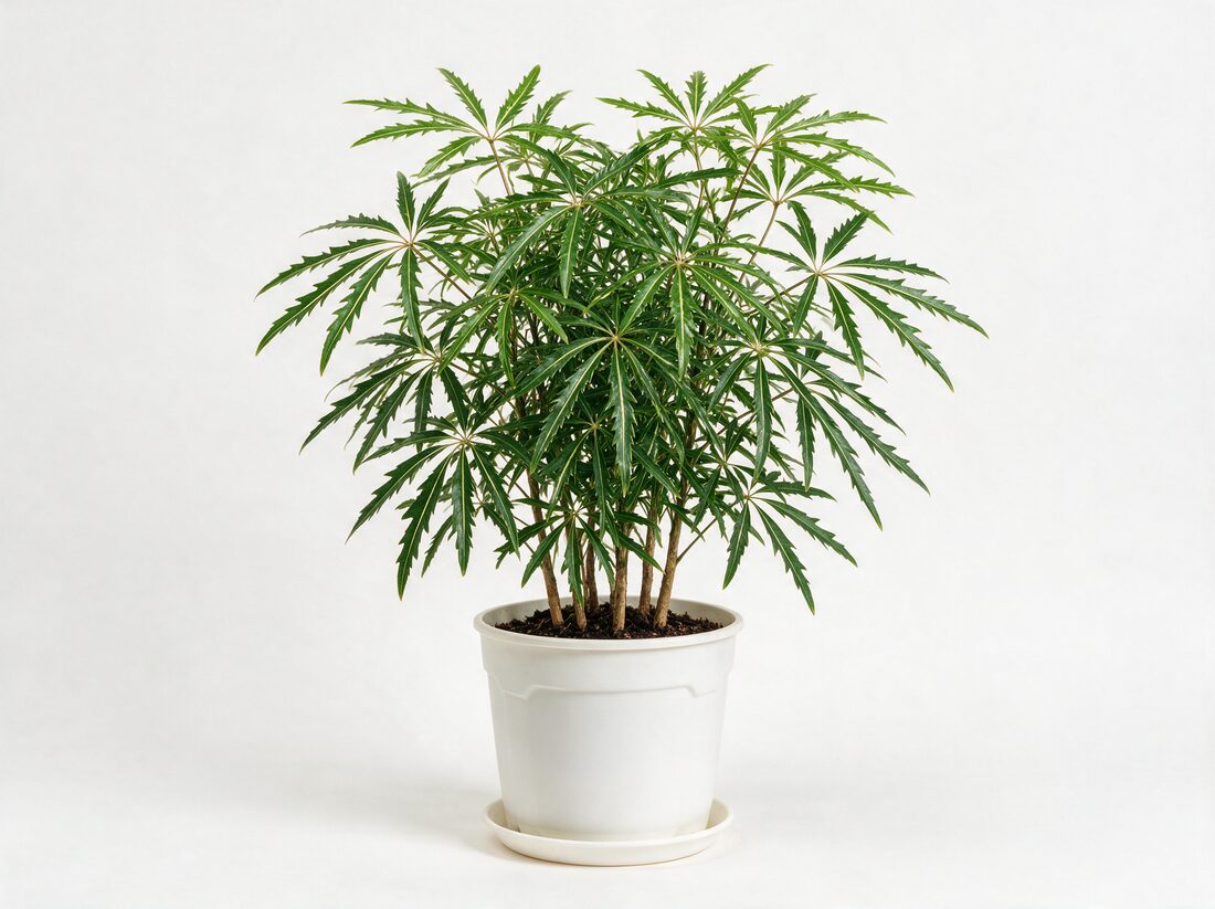 Aralia elegantissima in a nursery pot