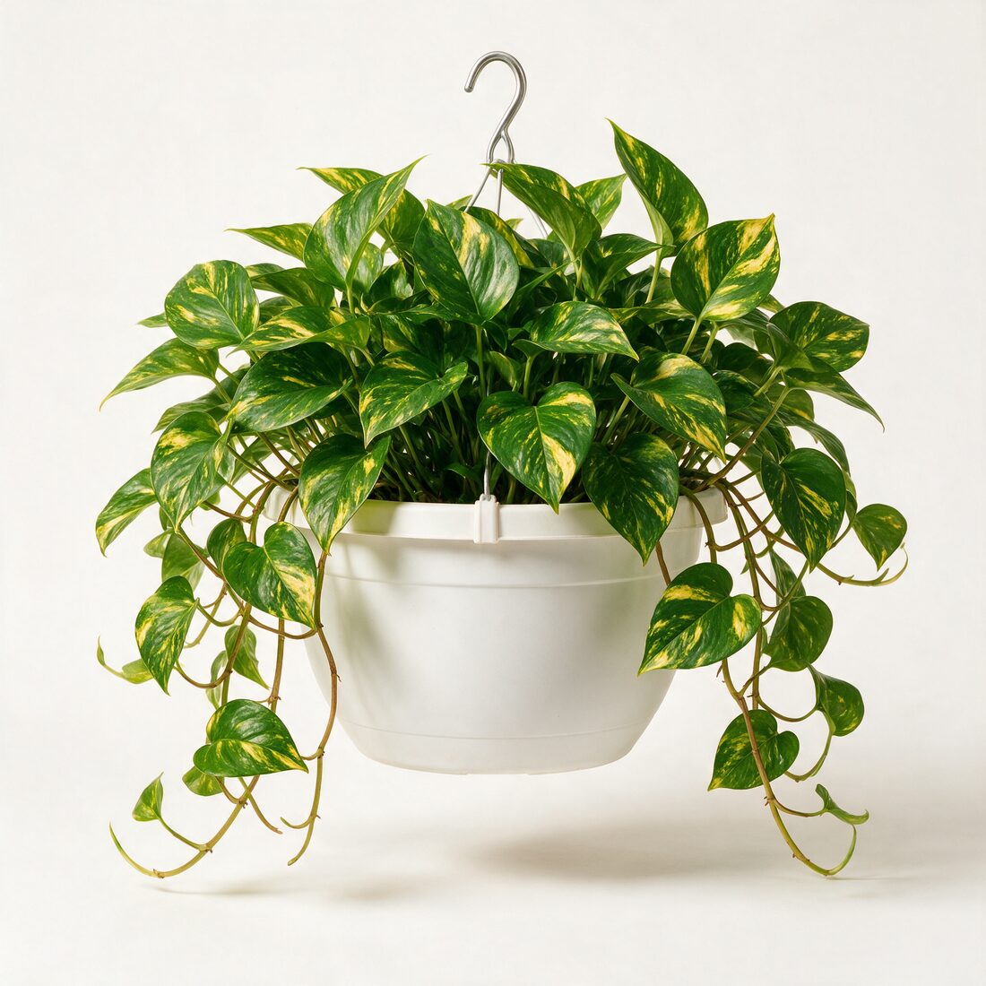 Golden pothos hanging basket