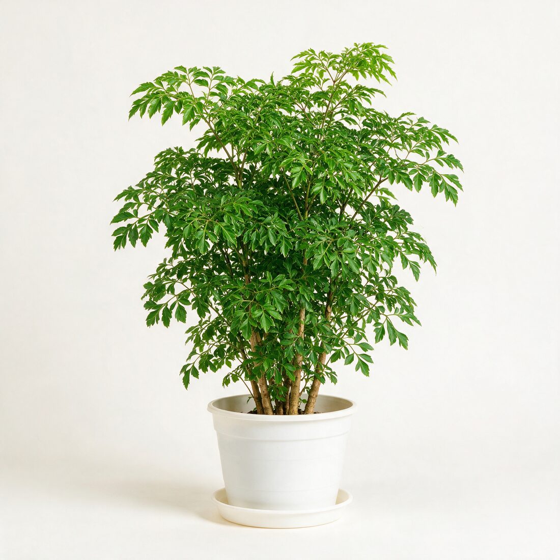 Ming aralia in a nursery pot