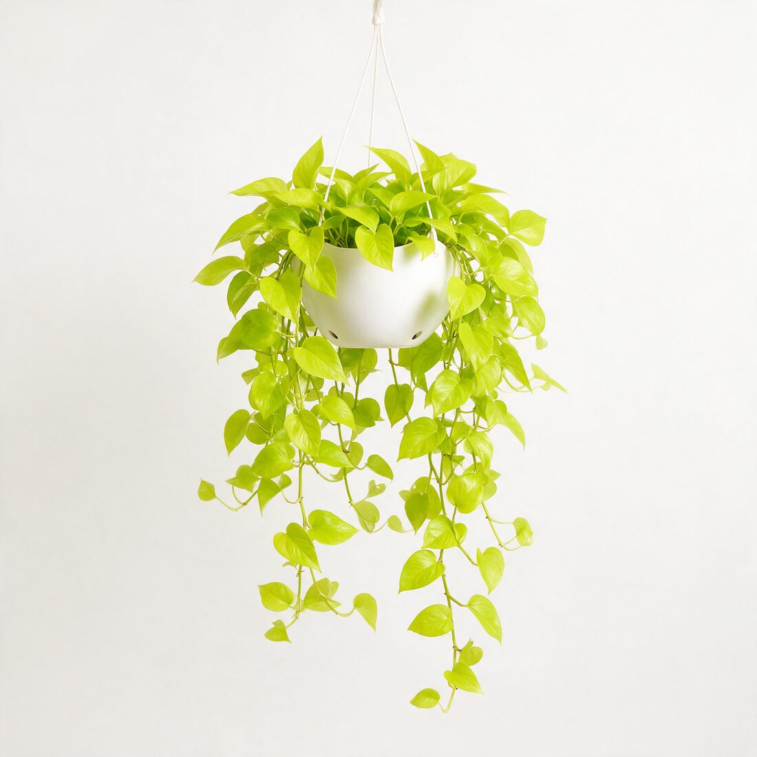 Neon pothos hanging basket