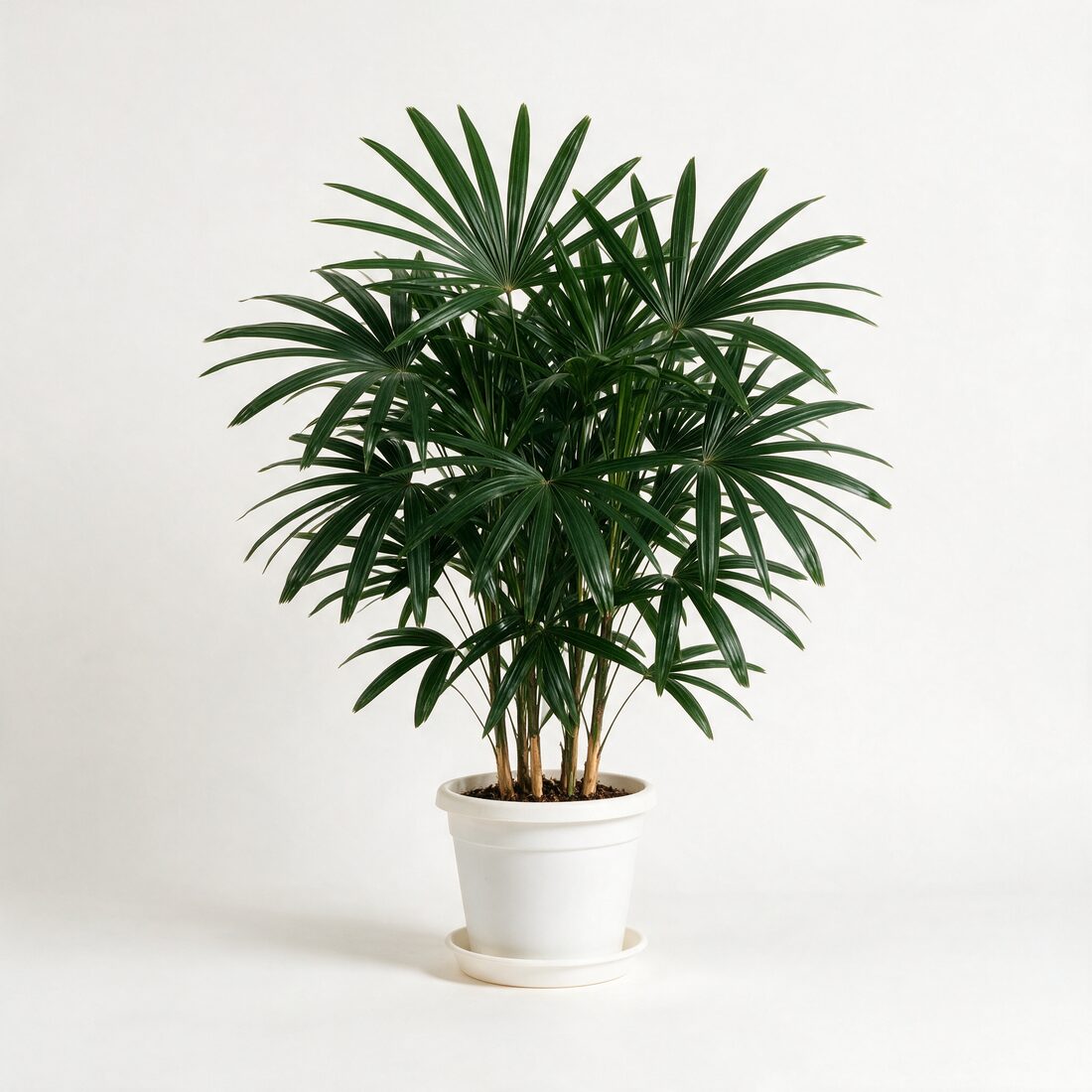 Rhapis lady palm in a nursery pot